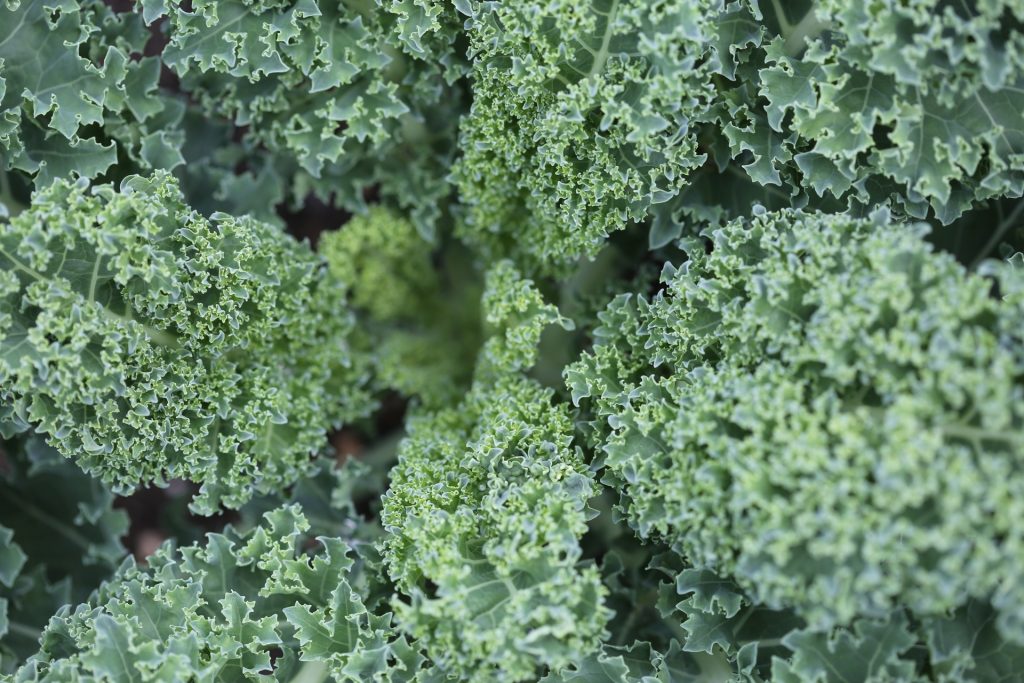 What’s the big deal about kale?